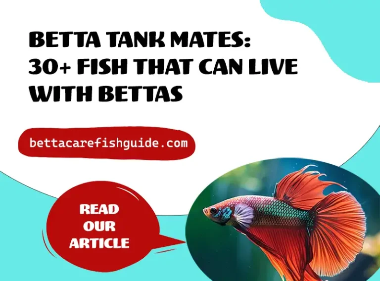 betta tank mates 30+ fish that can live with bettas
