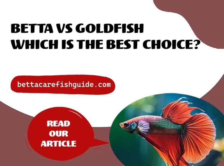 Betta Vs Goldfish - Which Is The Best Choice?