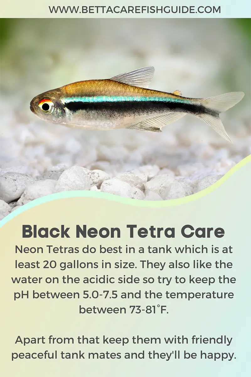 Black Neon Tetra Care Pin