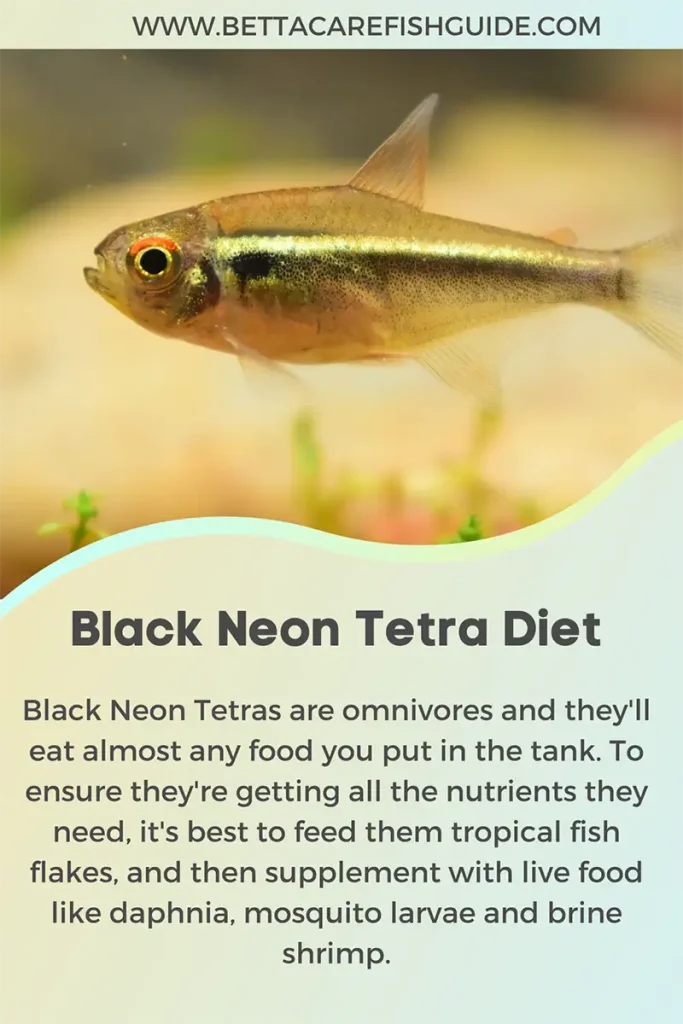 Black Neon Tetra Diet Pin