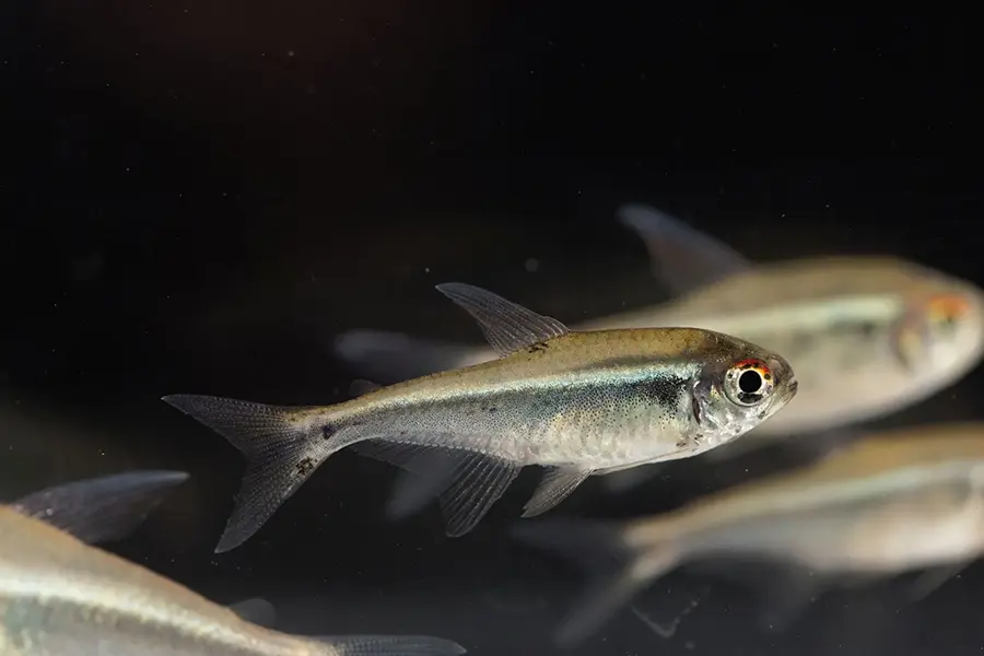 Black neon tetra (Hyphessobrycon herbertaxelrodi)