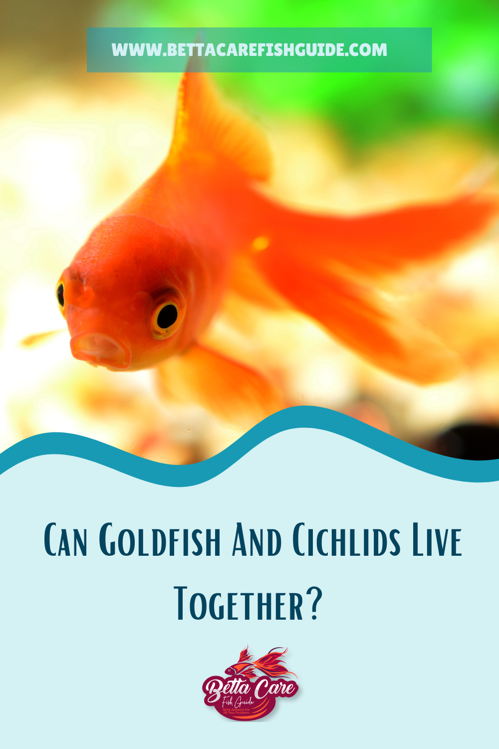 Can Goldfish And Cichlids Live Together?