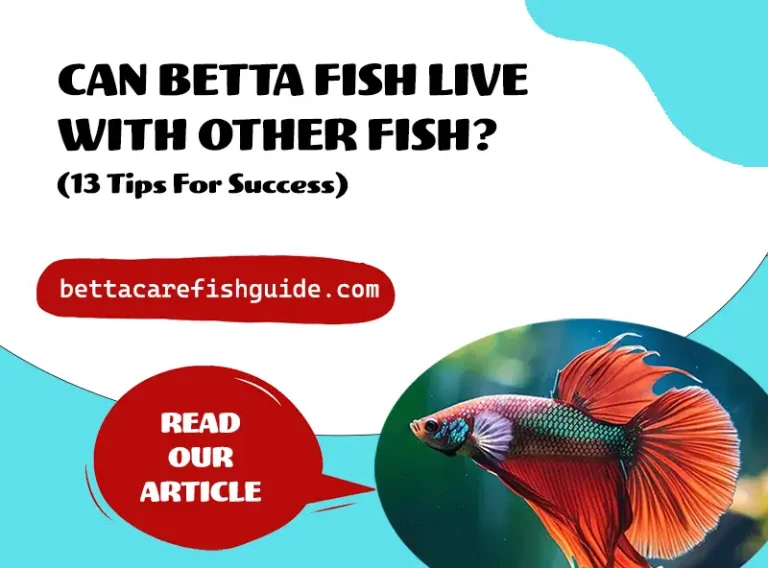 can you put a betta fish with other fish
