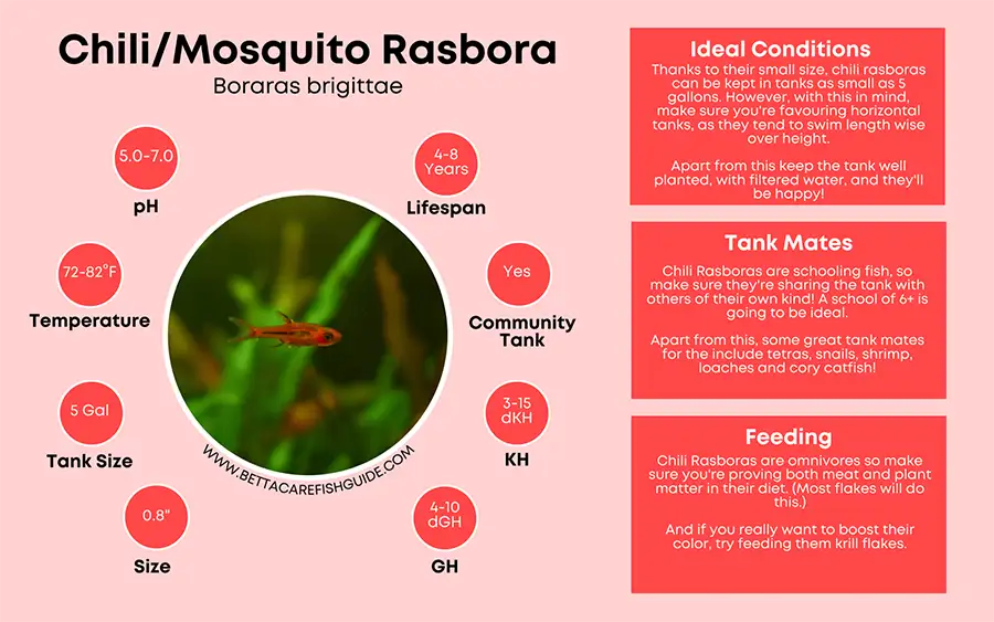 mosquito/chili rasbora care sheet