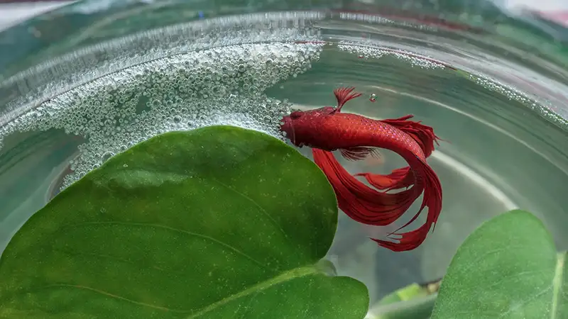 close up male red siamese fighting fish and bubble nest
