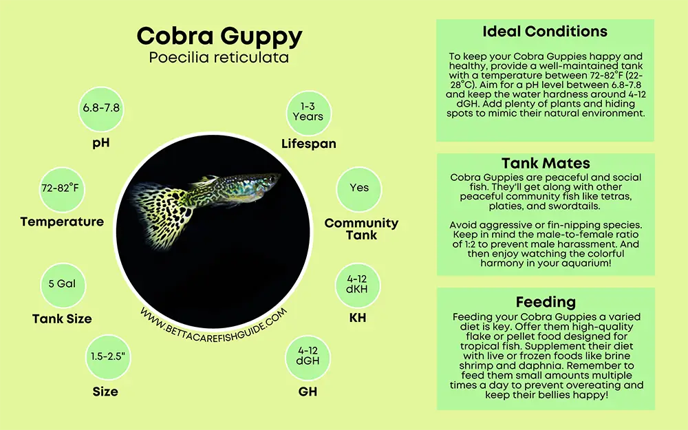 cobra guppy care sheet