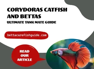 corydoras catfish and bettas (ultimate tank mate guide)