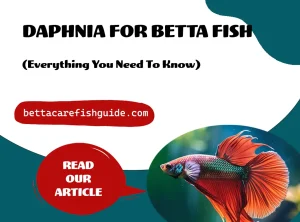 daphnia for betta fish