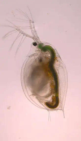 daphnia