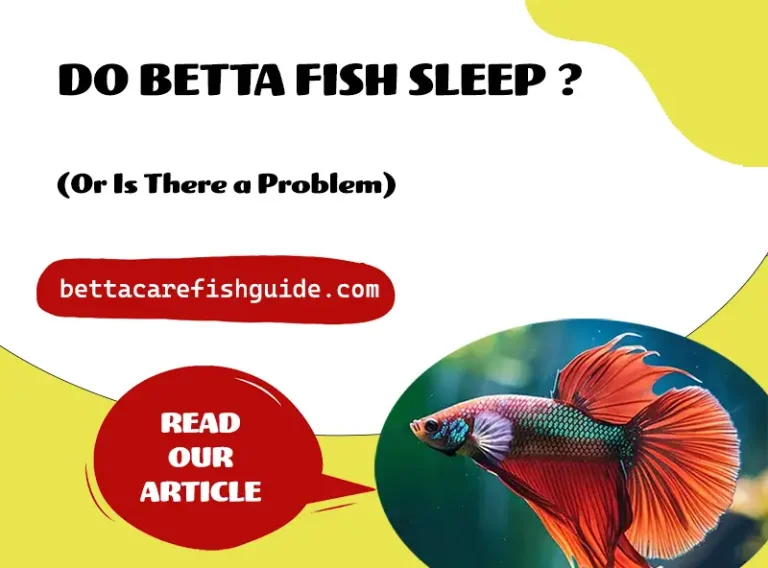 do betta fish sleep