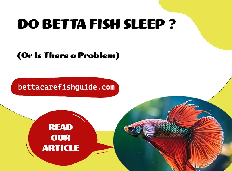 Do Betta Fish Sleep? (Or Is There A Problem)