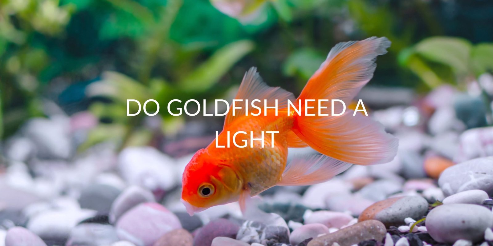 Picture of Goldfish Tank Setup Archives - Betta Care Fish Guide