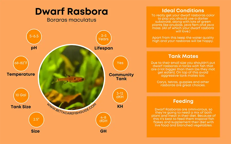 dwarf rasbora care sheet