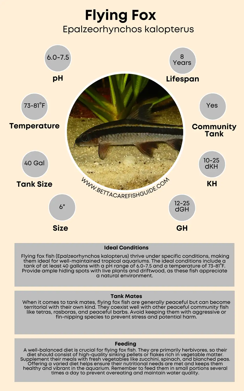 flying fox care sheet