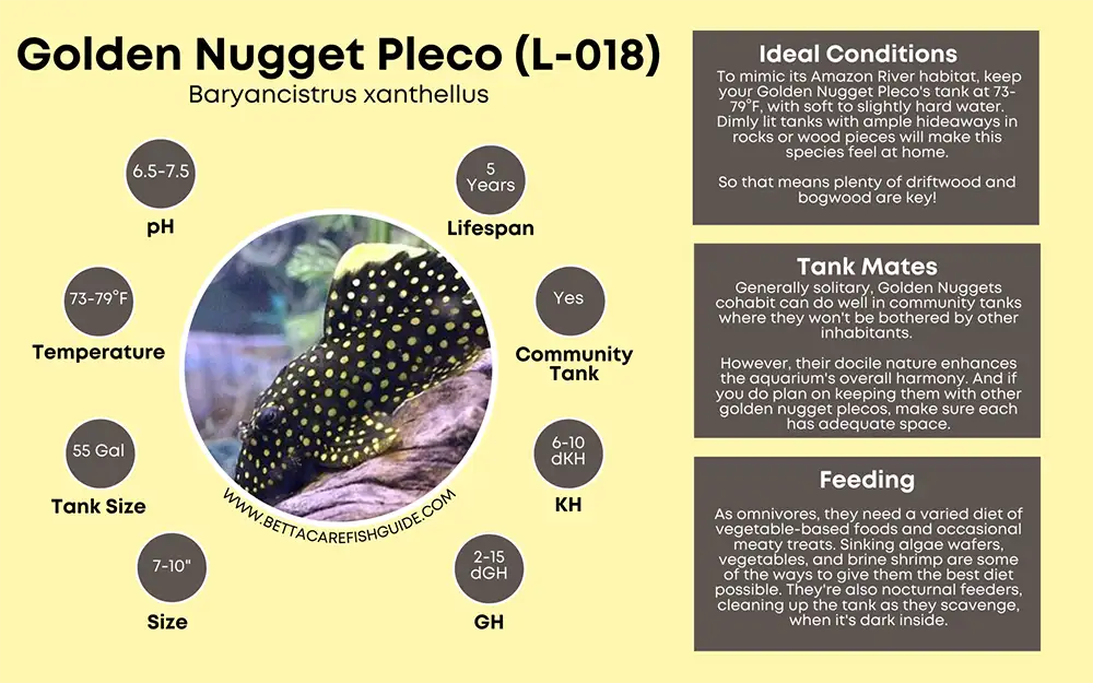 golden nugget pleco care sheet