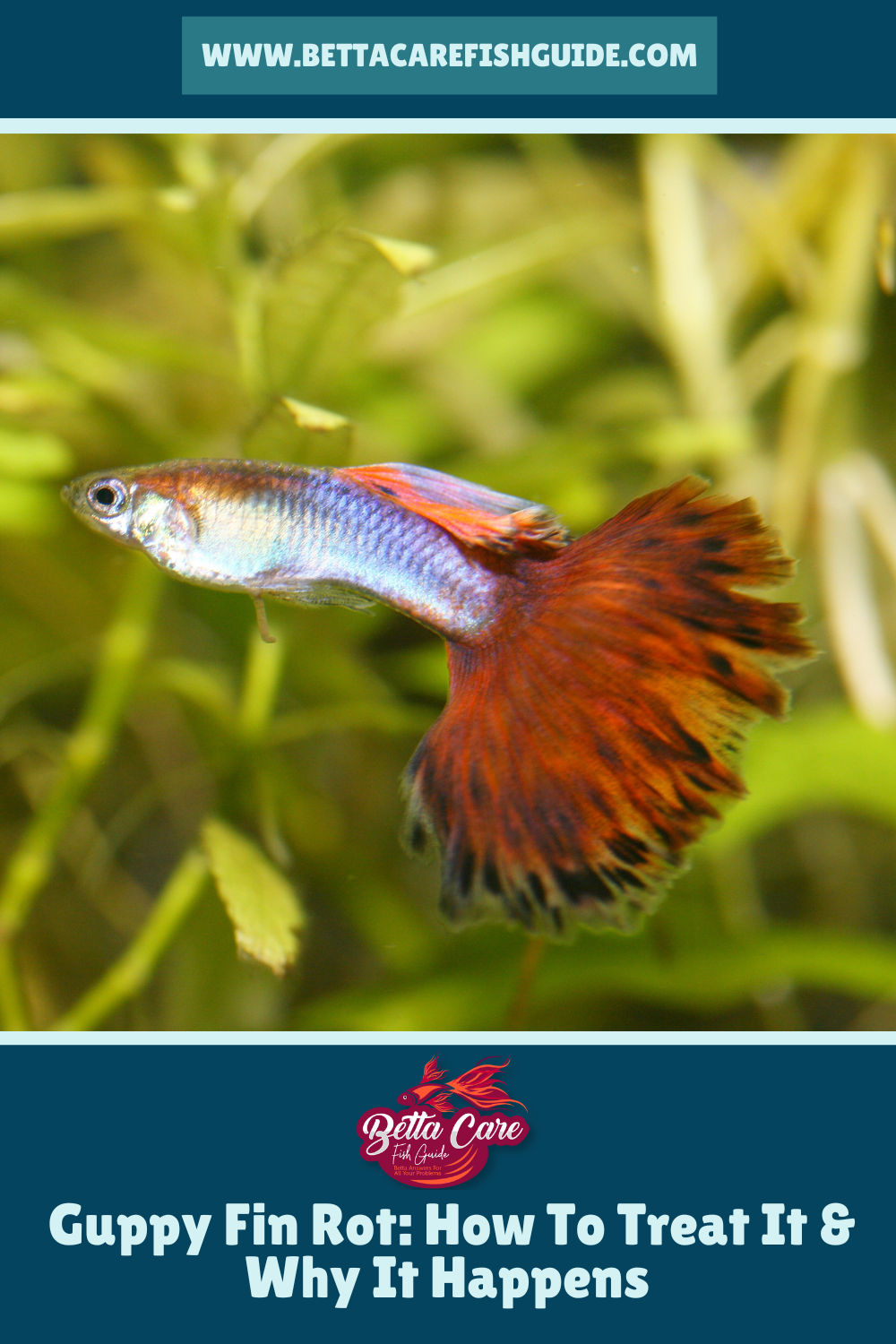 Guppy Fin Rot: How To Treat It & Why It Happens