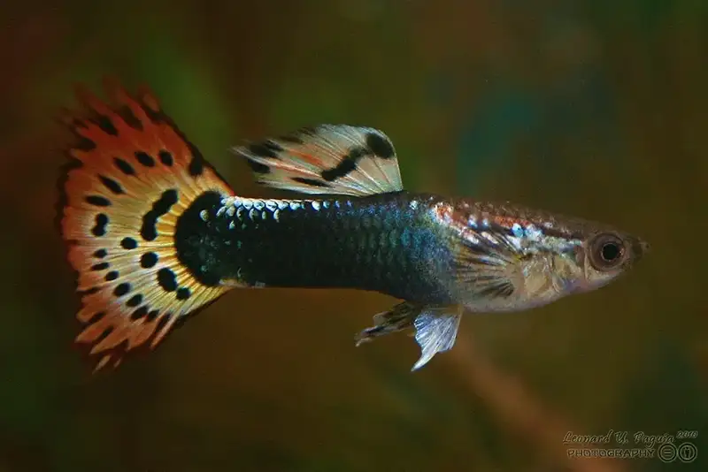 guppy closeup