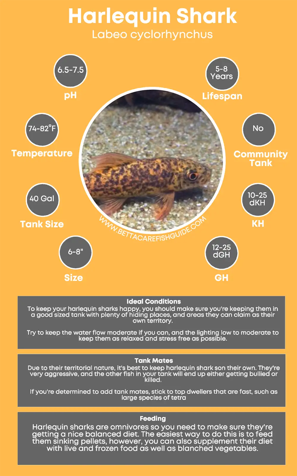 harlequin shark care sheet