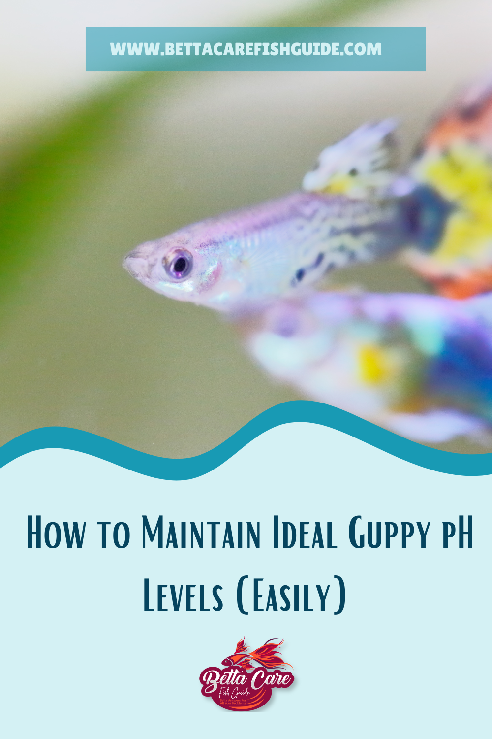 Maintain Full With Fish Always Details Recession Reference: How To Maintain Ideal Guppy Ph Levels Easily