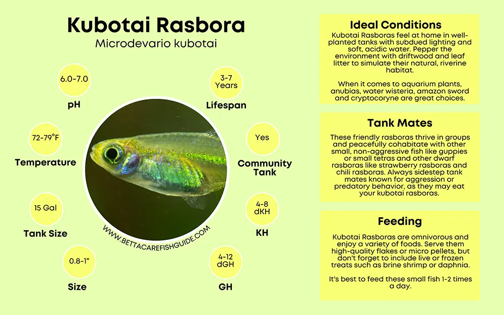 kubotai rasbora care sheet