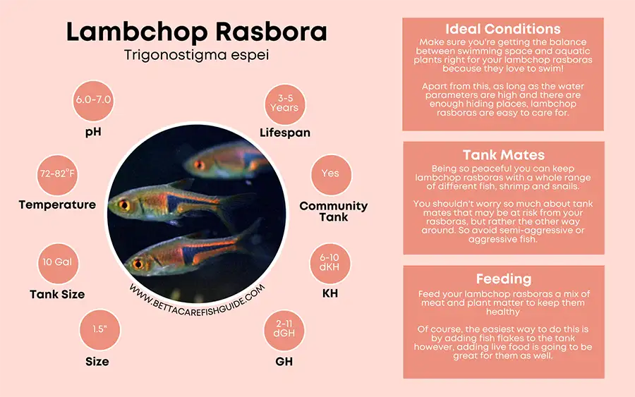 lambchop rasbora care sheets