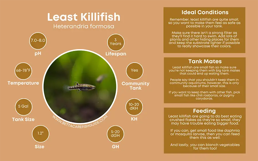 least killifish care sheet