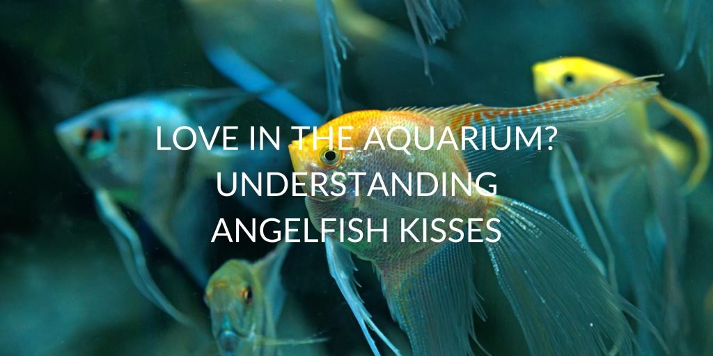 Understanding Angelfish Kisses Love in the Aquarium? Betta Care Fish