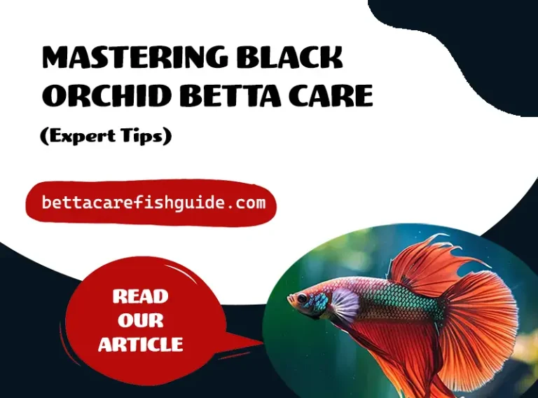 mastering black orchid betta care