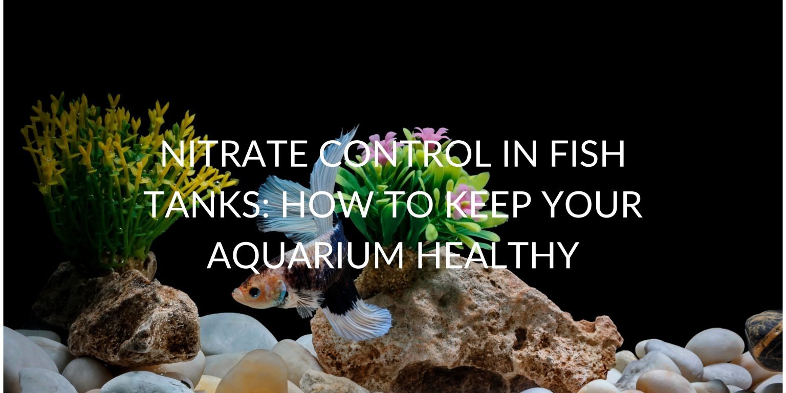 View of Nitrate Control in Fish Tanks: How to Keep Your Aquarium Healthy