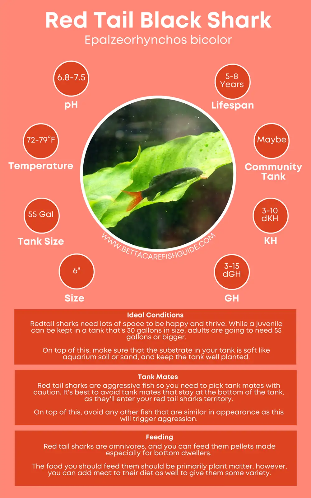 red tail black shark care sheet
