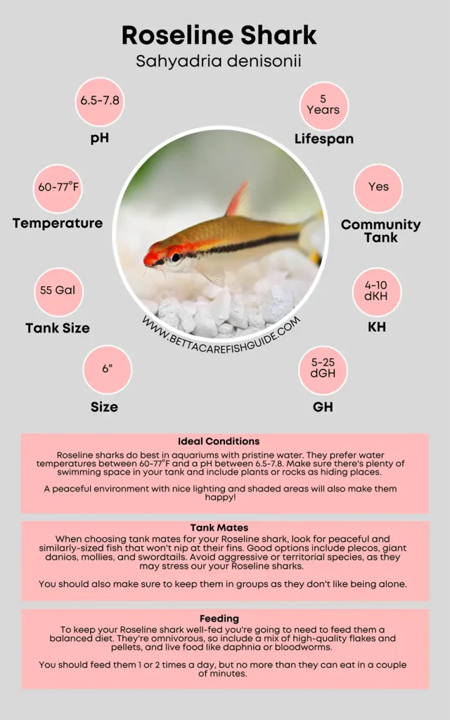 roseline shark care sheet