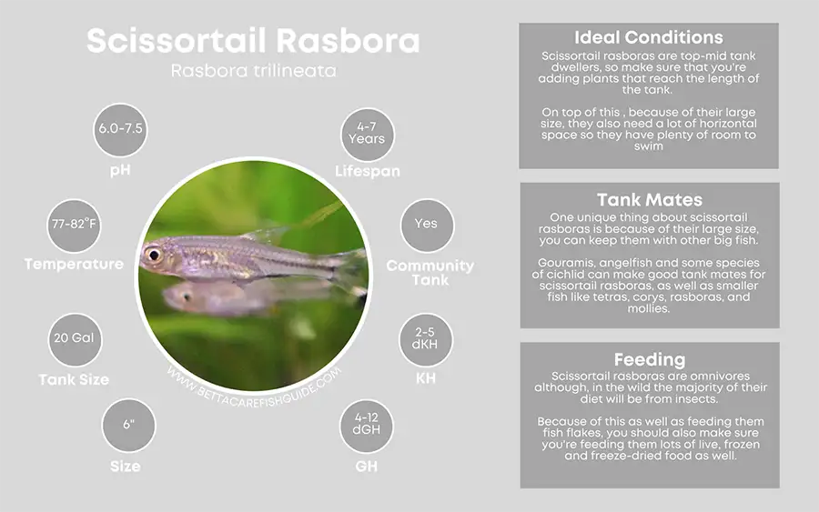 scissortail rasbora care sheet