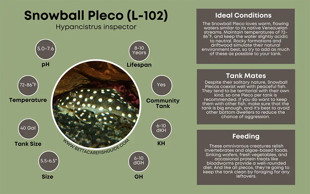 snowball pleco care sheet