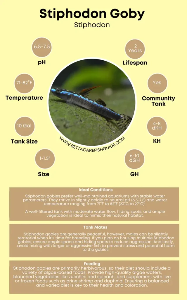 stiphodon goby care sheet