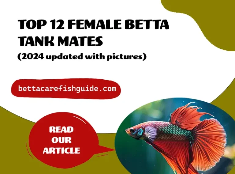 top 12 female betta tank mates