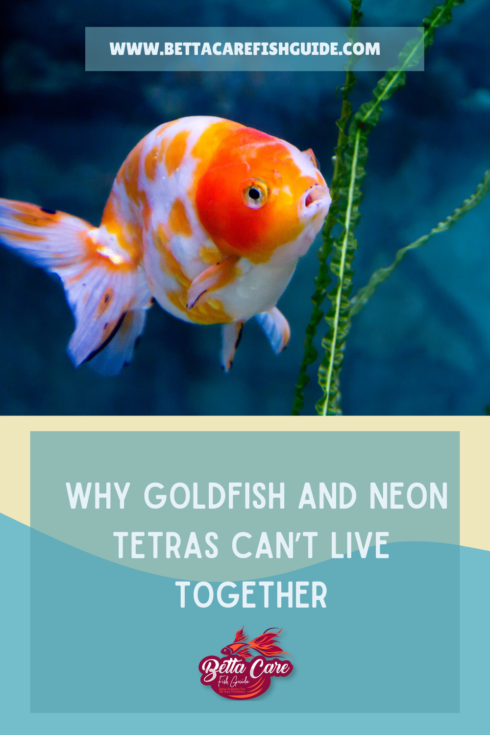 Why Goldfish And Neon Tetras Can't Live Together
