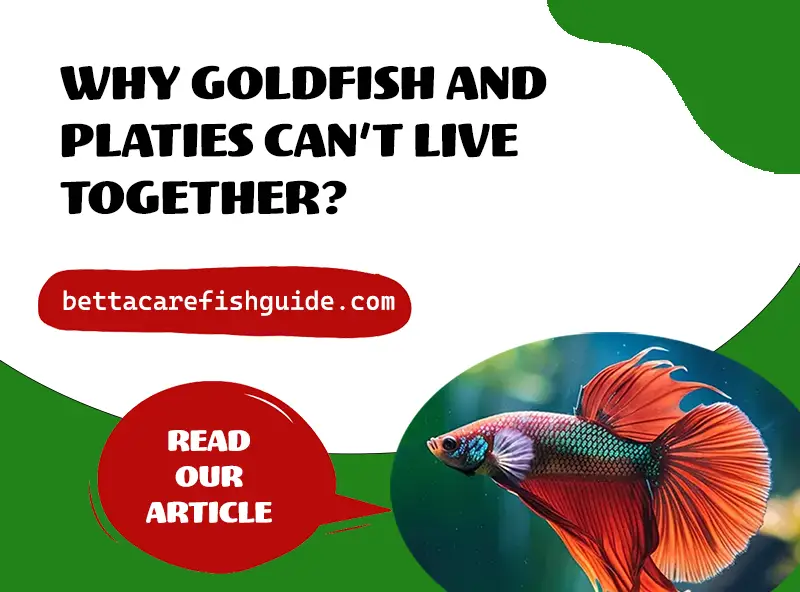 Why Goldfish And Platies Can’t Live Together ?