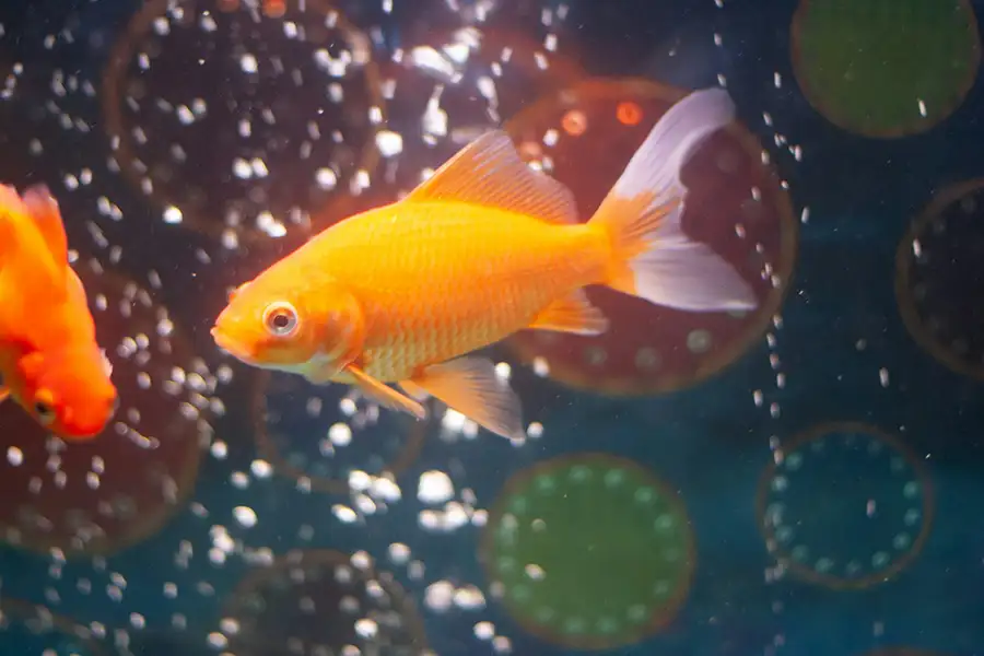 goldfish with bubbles in a tank