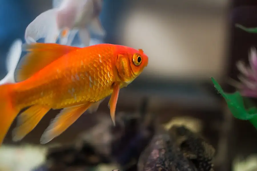golffish in aquarieum