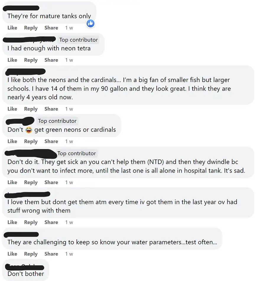 neon tetra community thoughts 2