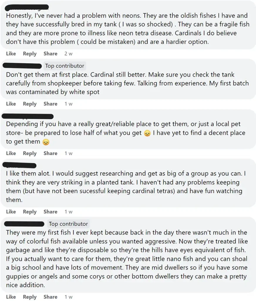 neon tetra community thoughts 3