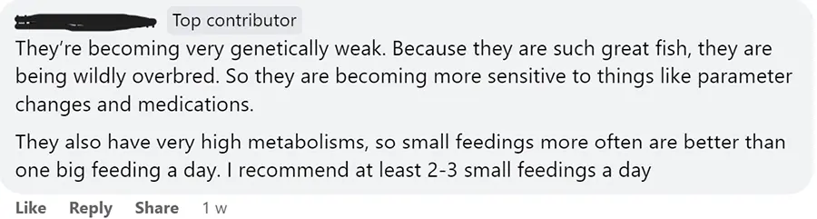 Neon tetra discussion 1