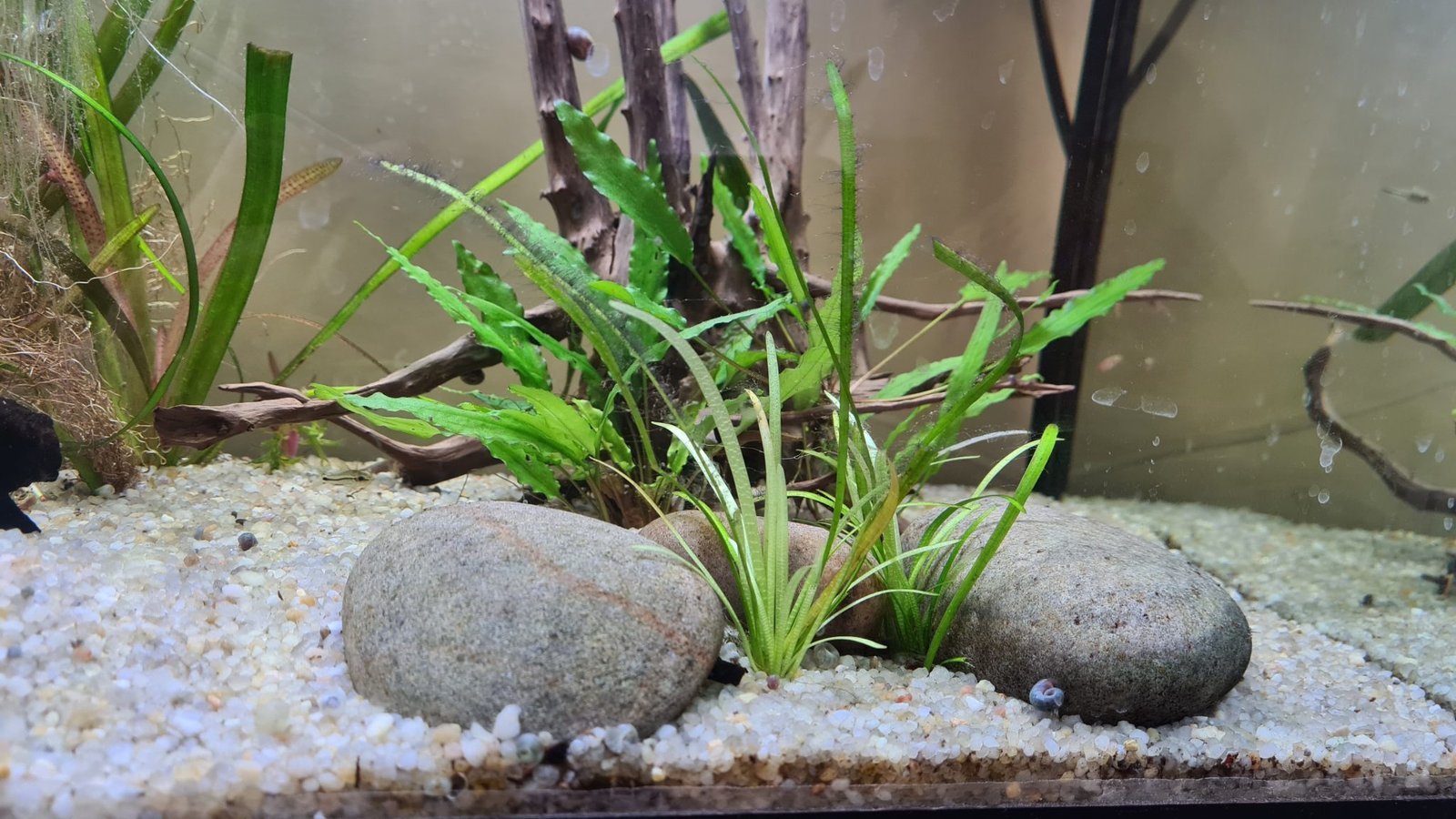 Betta Laying At The Bottom Of The Tank: 20 Causes & Solutions