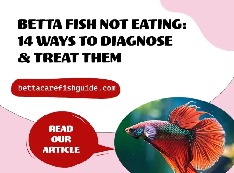 betta fish not eating 14 ways to diagnose & treat them
