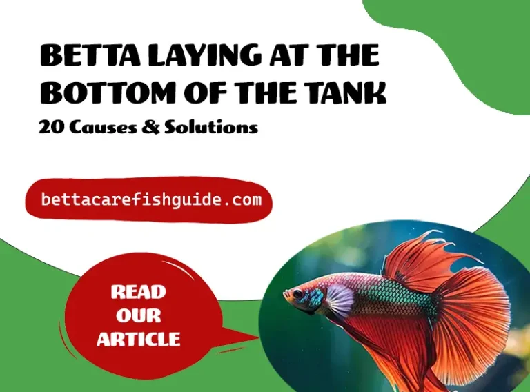 betta laying at the bottom of the tank