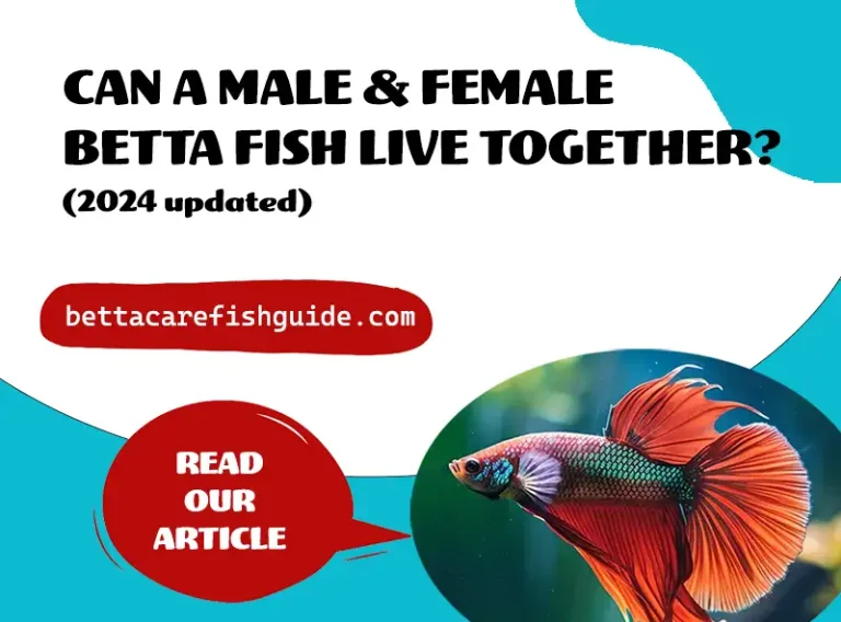 can a male & female betta fish live together