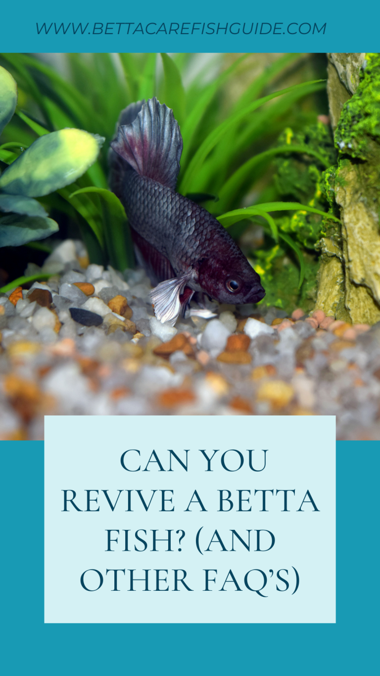 Can You Revive A Betta Fish? (And Other FAQ's) Betta Care Fish Guide
