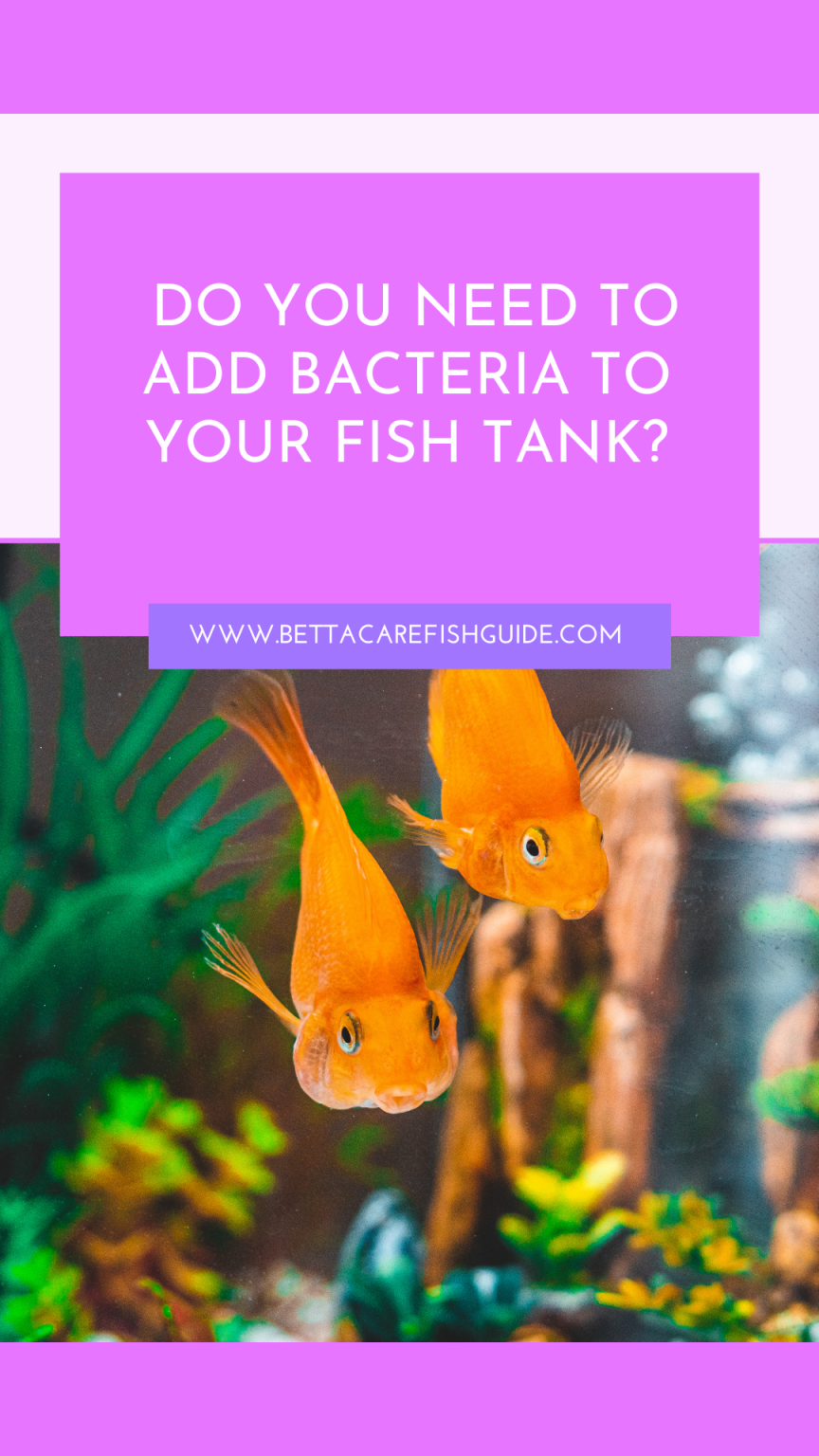 Do You Need To Add Bacteria To Your Fish Tank?