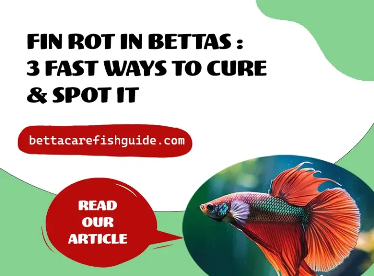 Fin Rot In Bettas: 3 FAST Ways To Cure & Spot It