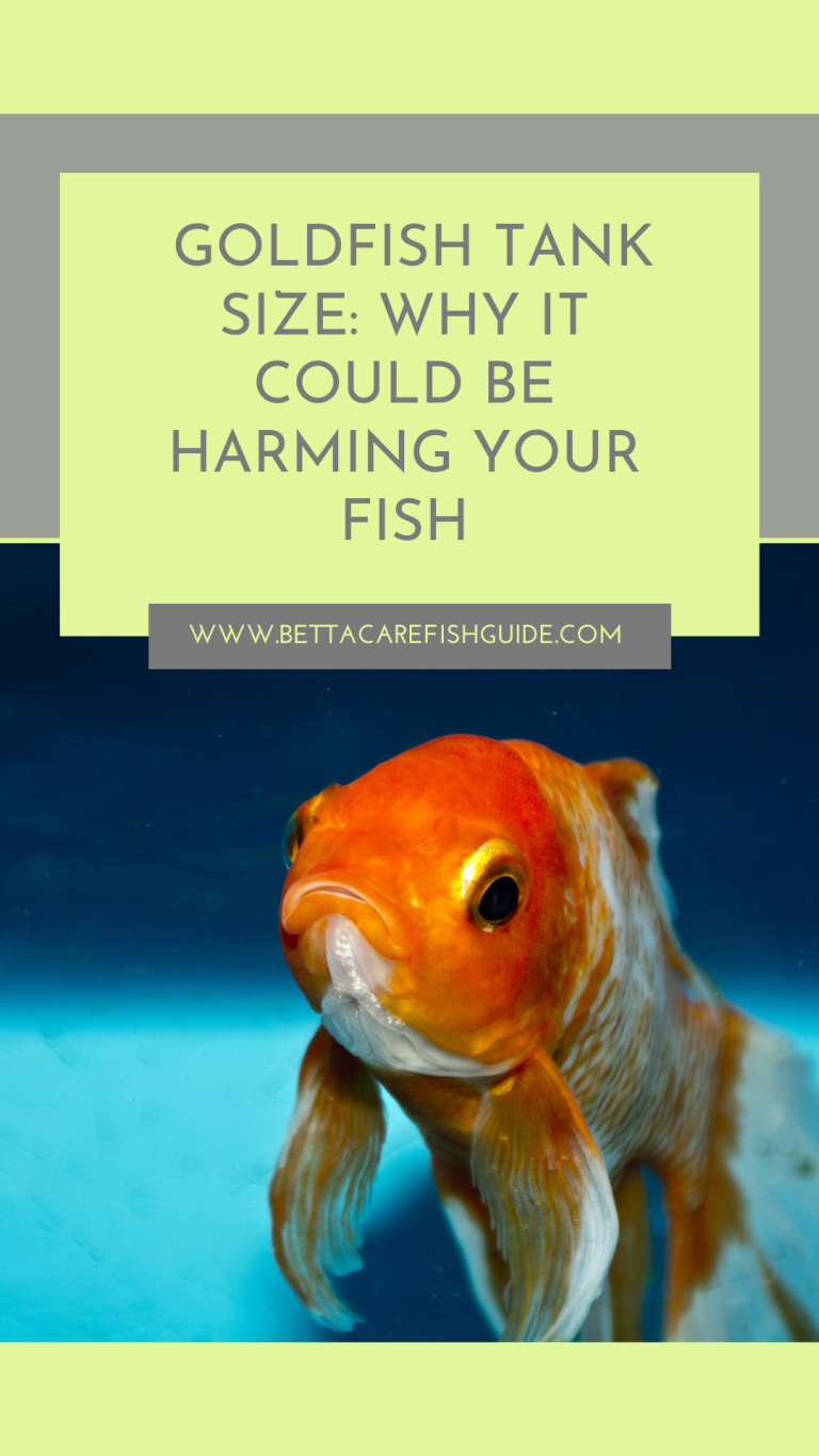 Image showcasing How To Change A Goldfish Water - The Complete Guide To A Healthy, Thri